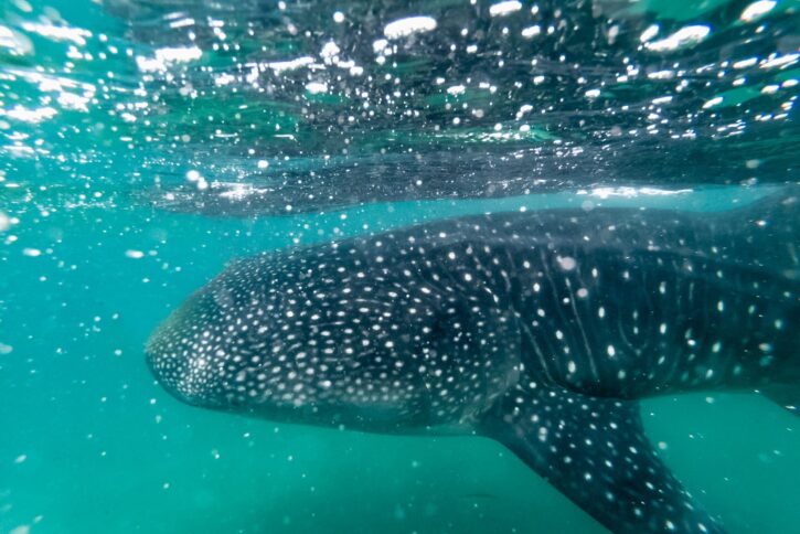 Diving with whale sharks in in Baja California Sur, Mexico